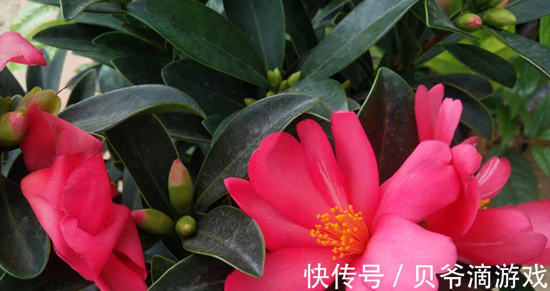 开花时间超长的四季茶花,经常黄叶掉叶,可能有2个原因