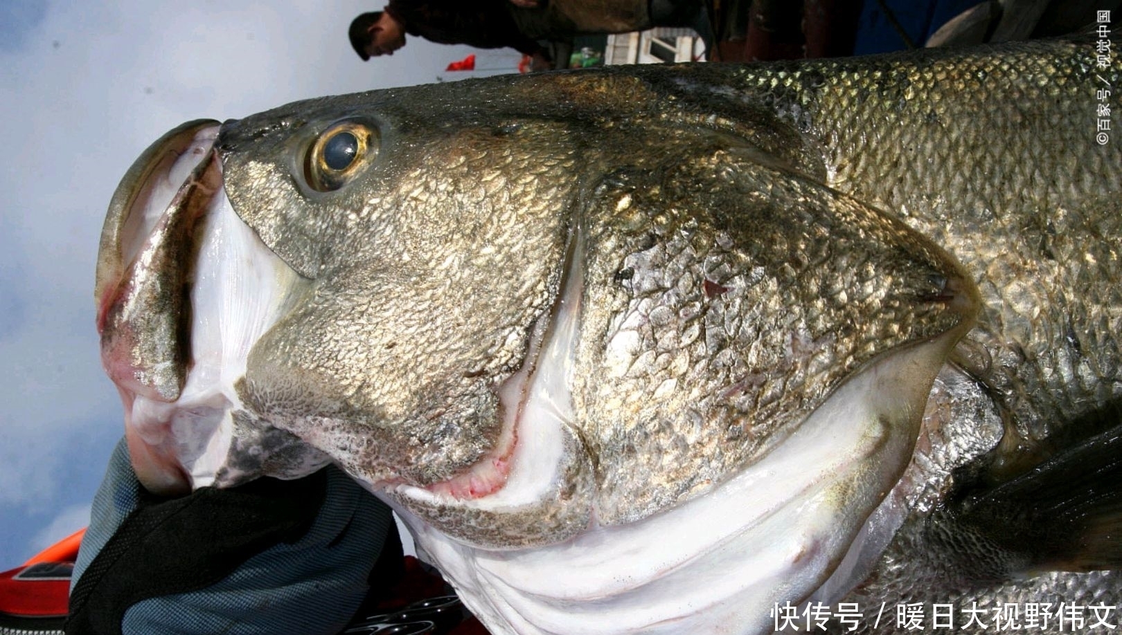 路亚|广东潮州一水库,有人钓起10多斤海鲈鱼,网友:水库有海鲈?