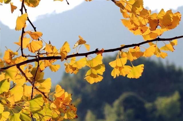 黄叶如金,最美黄叶诗7首赏读金风浦上吹黄叶,一夜纷纷满客舟