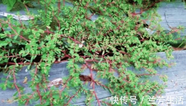 野草|农村有1“血见愁”,最爱住墙角,遇上可别小瞧,是珍贵中草药