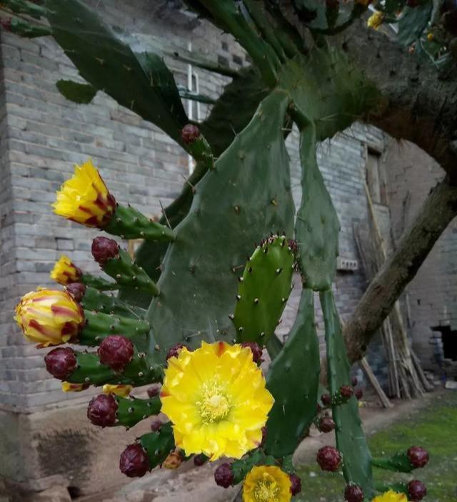 仙人果|仙人掌高10米，开黄花，挂红果，长成几十年的树，太霸气了