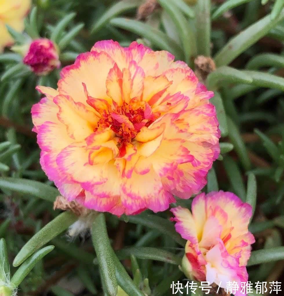 松叶牡丹|集美貌与好养于一身的“3种花”,不怕高温暴晒,三天两头开花