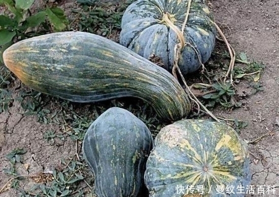 明朝|明朝才引进我国的蔬菜，过去是人们的主食，现在5毛一斤无人要？