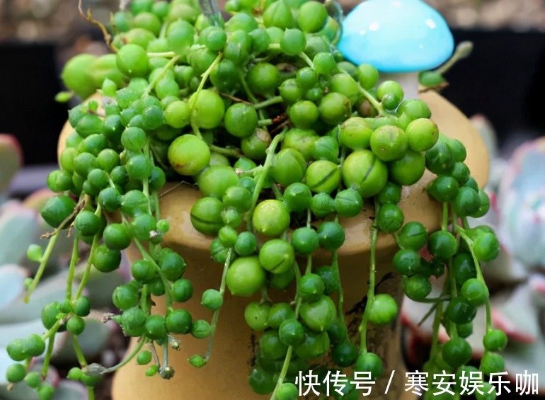 浇灌|养多肉佛珠秋季满足这4点,叶片圆润,长成“瀑布”,独具魅力