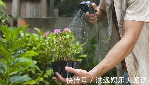 养花|夏季养花,首选这些不怕晒,不怕旱的花卉,养着省心、看着养眼