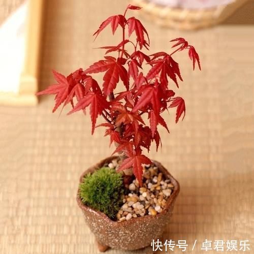 老祖宗传下的手艺,用树桩做盆景,极其珍贵,还不来一盆