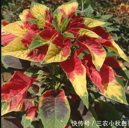 一花一世界,一叶一菩提——奇花异草雁来红,花语传说赏花旅游