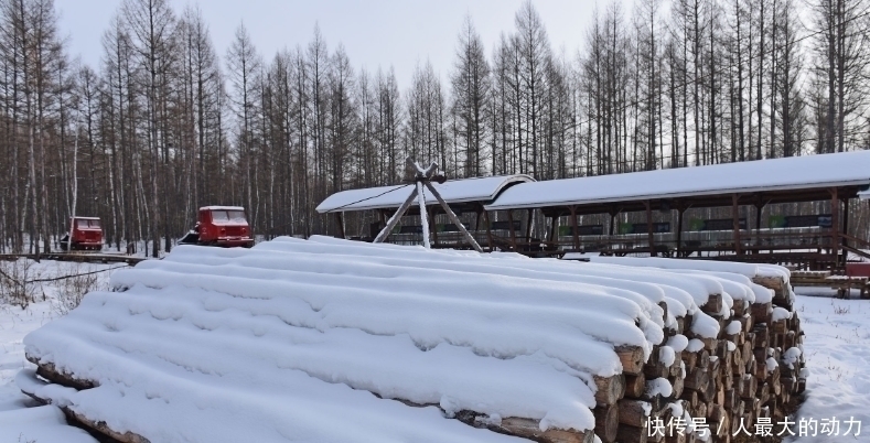 旅游景点|大兴安岭多年的伐木史止于这棵树，“最后一棵树”成为旅游景点