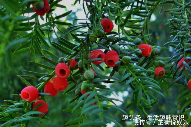 红豆杉这么养才能长得快,红红的果实挂满枝头!