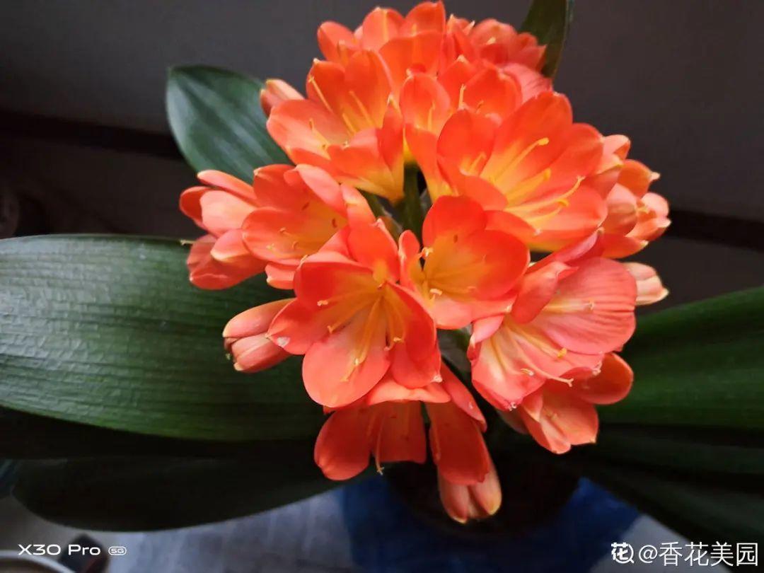 营养液|马上进入花期的花,10天一次肥,下个月就开花