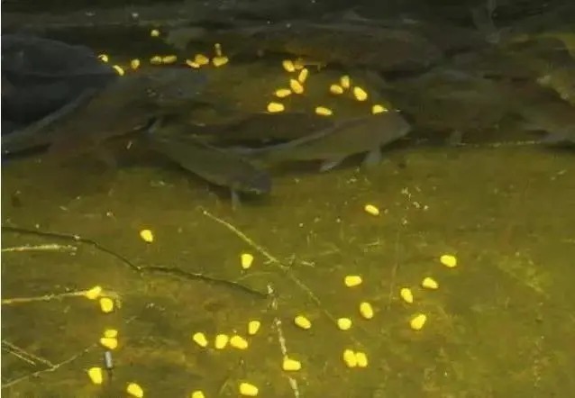 玉米钓鱼秘诀,再也不用看别人钓鱼表演,自己也能狂拉大鱼!