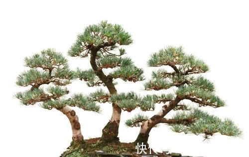 盆栽|盆景的翻盆换土操作,记住4个要领,根系强健,生长旺盛