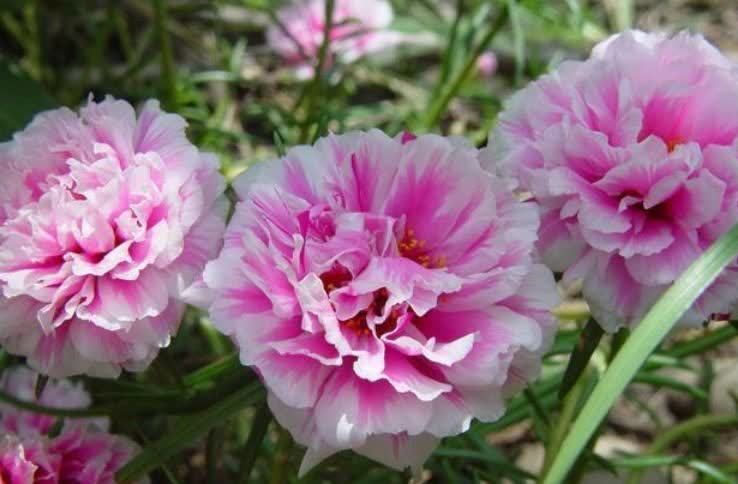 几种花,开花漂亮又好养,开花漂亮财运来,一养就上瘾