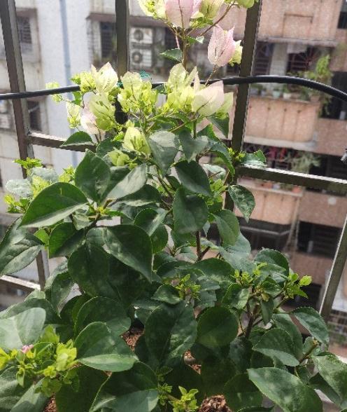 一树多色的三角梅,你养了吗