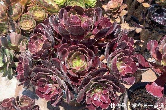 品种|数以万计的多肉,知道这四大类,你就是多肉词典!