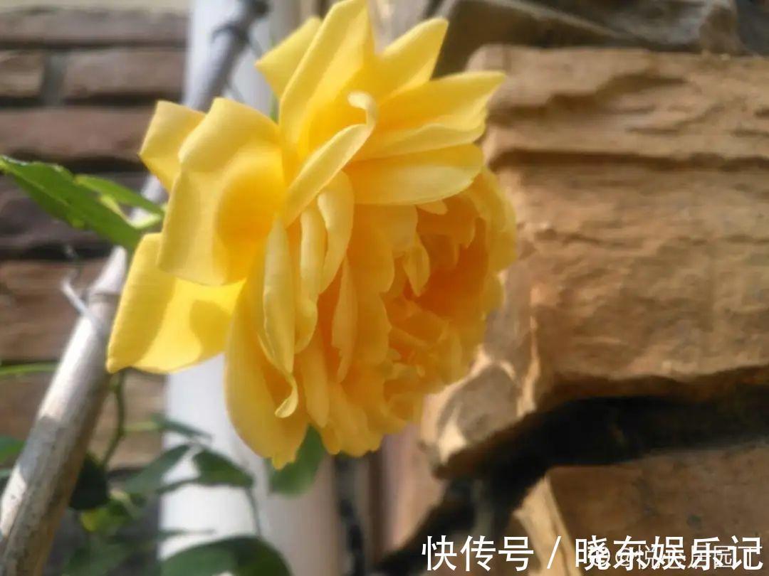 超实用的催花小技巧,效果太好,家里的花想开几次开几次!