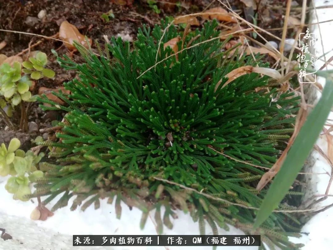 植物|寒山转苍翠，秋水日潺湲——多肉未央，睹物思人！