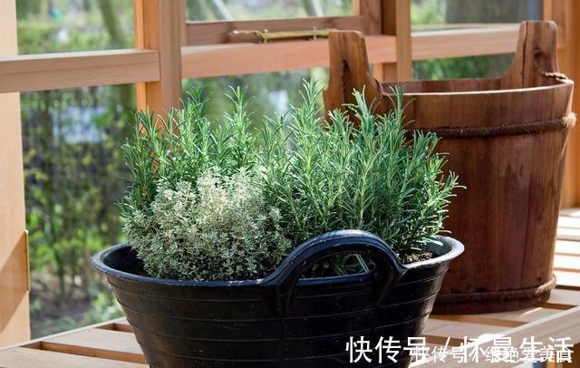 窗台|蚊子害怕这“5种花”,夏天养1盆,蚊虫躲的远,安心睡觉