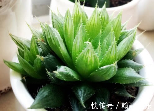 多肉三角琉璃莲怎么养教你3个小妙招,养出最饱满的三角琉璃莲