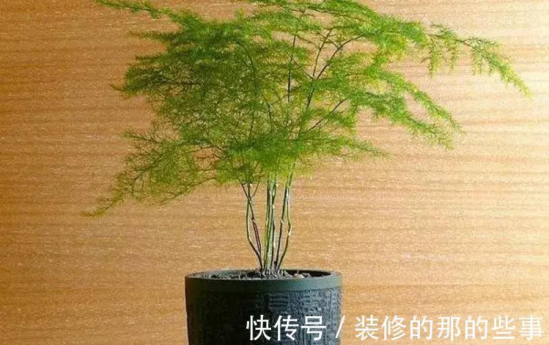 酸碱度|养花全靠1句话,这样养花保证能活
