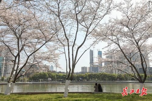 中年|援鄂抗疫英雄和全国游客，请来湖北赏花踏春