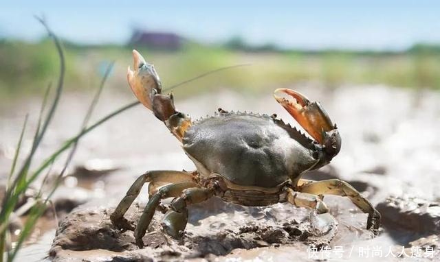 在三门“舞爪横行”的青蟹,到了最好吃的时候啦