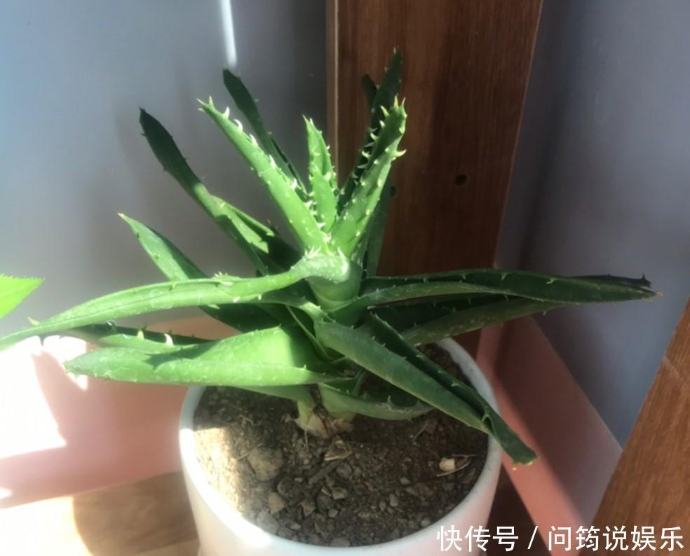 家中的芦荟出现卷叶,对症下药,叶子才会“膨胀”起来!