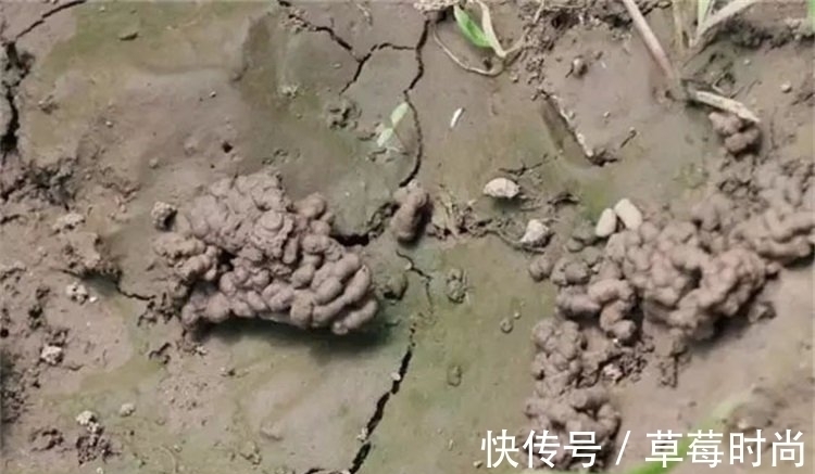 它是养花的“万能肥”,含植物所需的8大种氨基酸,养啥花都旺