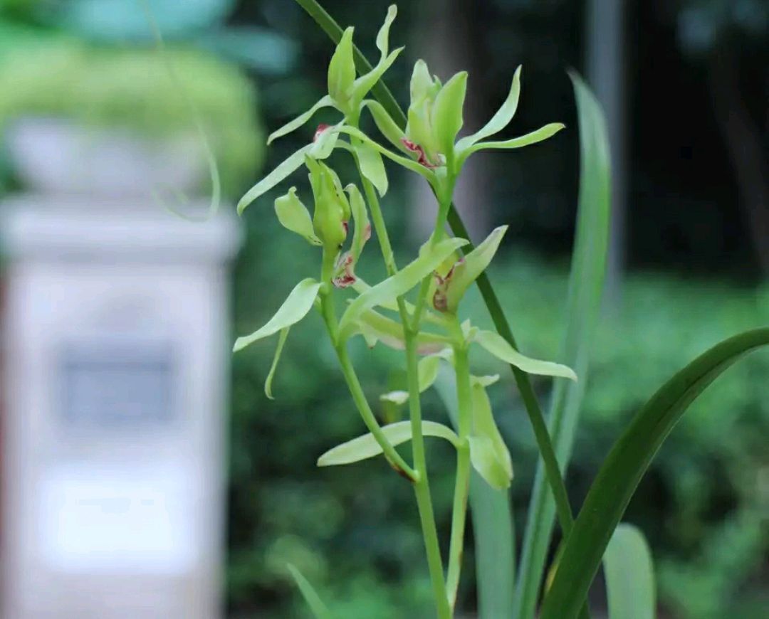 兰花盆|请给兰花一点尊重，把兰花养成这样良心不会痛吗快做到3点