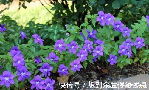 喜阴花卉|5种耐阴花,家里采光不好也能开花,花期超长,值得拥有!