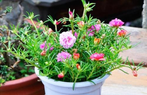 养花细节决定成败：搞不定这3点，养一盆黄一盆