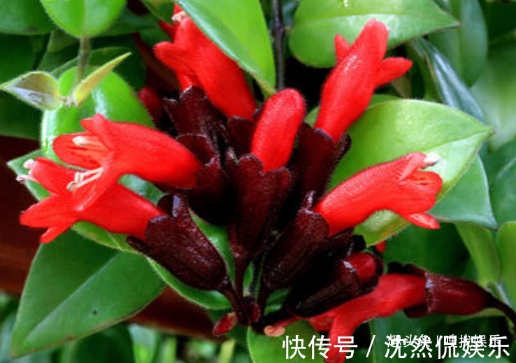 口红花|此花花姿别致,一朵朵鲜艳的花朵宛如口红一般,别具一番雅趣