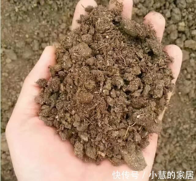 冬天埋点肥,明年花儿多3倍,轻松爆盆!