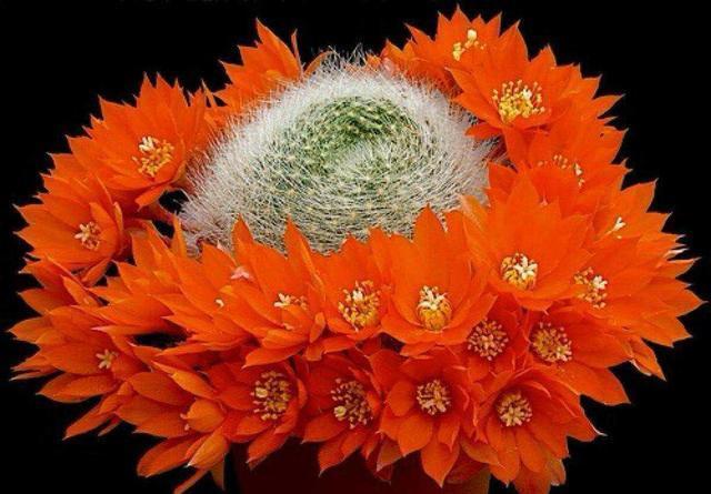 仙人球开花并不见得,选好品种养护到位,花开满盆并不难