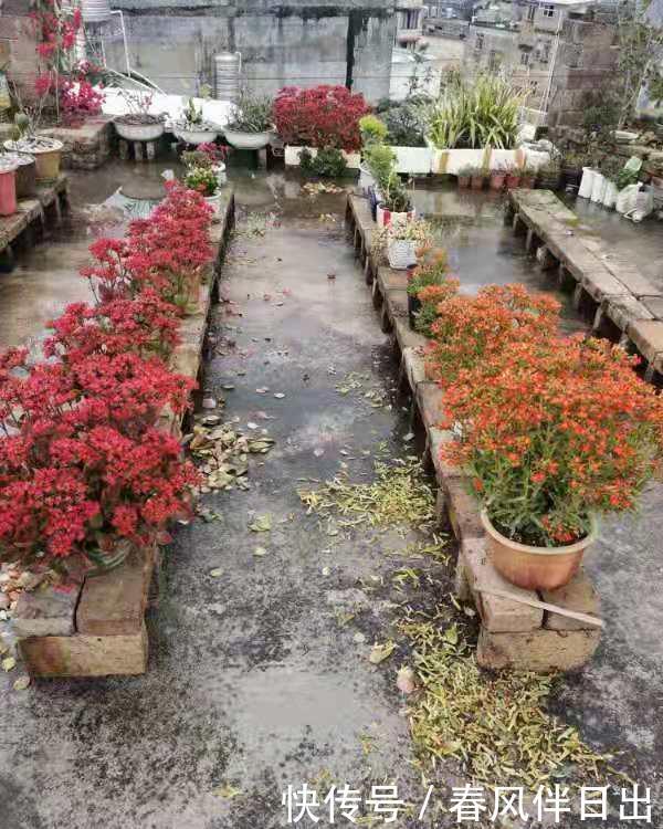 开花的时候,到底要不要施肥?很多人都不知道