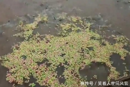 奇迹|两袋爆米花撒入河里,接下来奇迹发生了,我想说的是赶紧下网