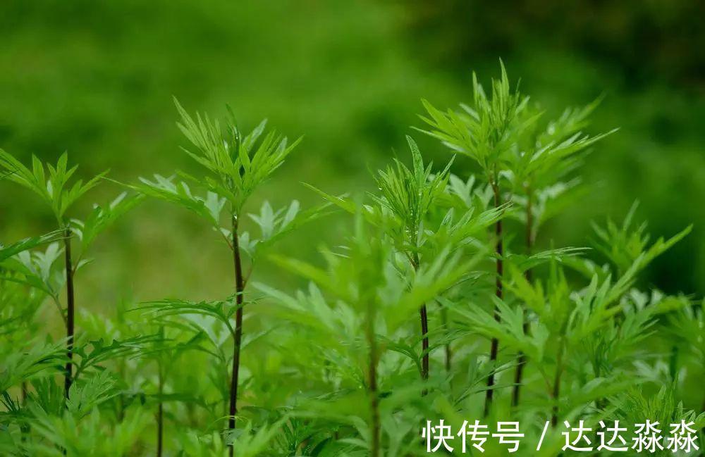 老中医|膝盖肿走不了路?老中医:白醋加它这样用!滑膜炎不用怕!