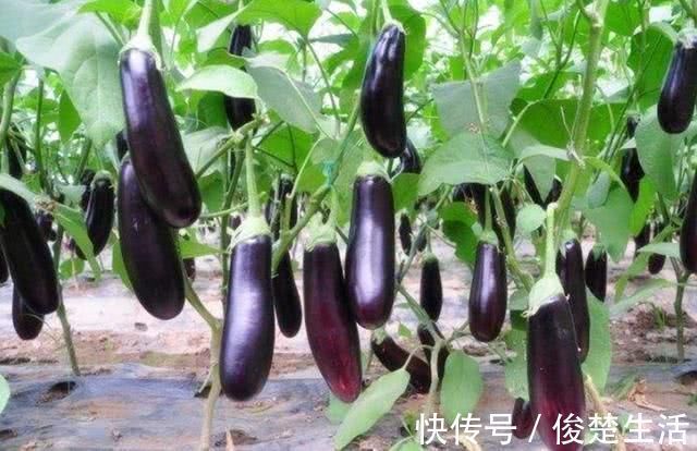 齐民要术|从国外传入中国的蔬菜，被中国人各种折腾后，连外国人都羡慕不已