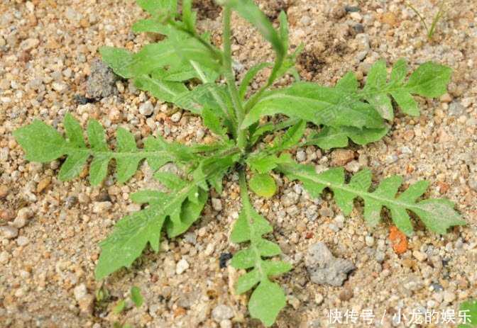 乡下这些东西,即能当做食材,药用价值也极高