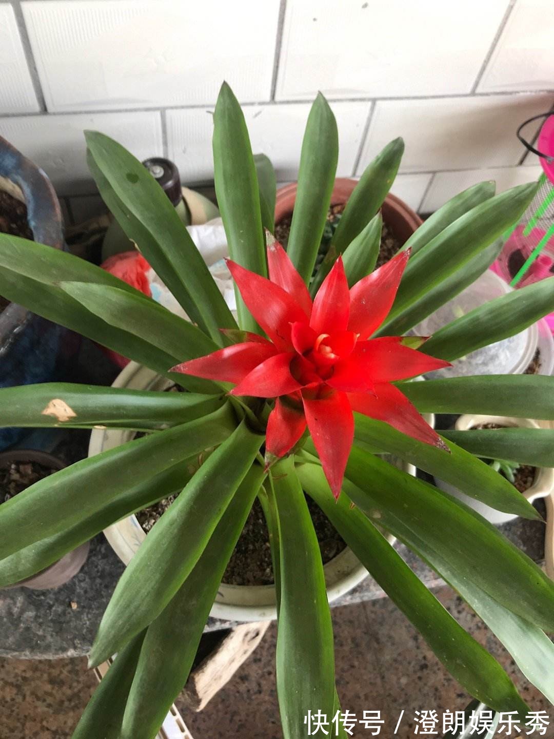 8种“中国红”年宵花,养在家里添喜气,红红火火好运来