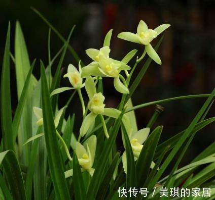 建兰开花前一个月这样养护,开出来的花又大又香