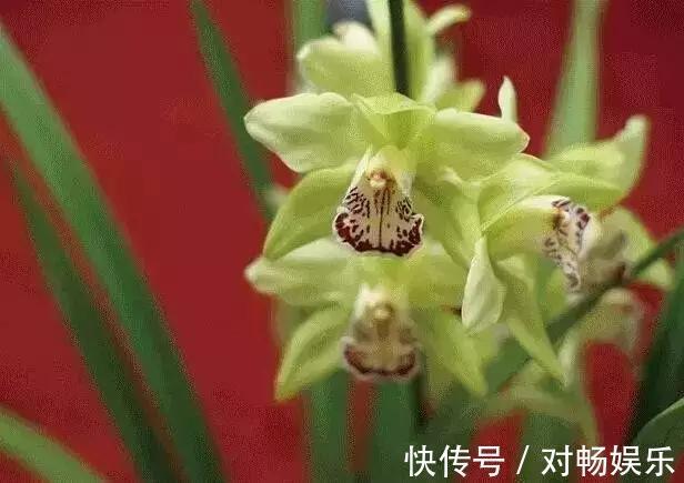 世界上最贵的花,一盆就是一座房子!看过的贵气满满