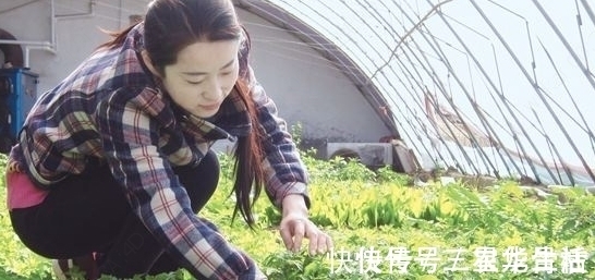 农村|农村一种野菜，以前没人吃，现在发现能清热解暑，一斤20块钱