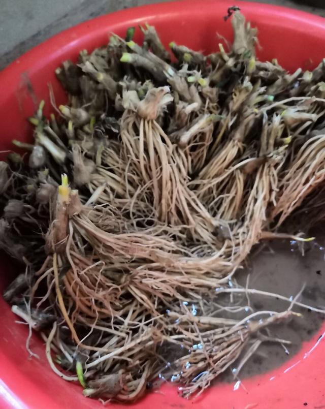 种子|秋天阳台种韭菜,用2个“小妙招”,叶片更大更绿,冬天收获多多