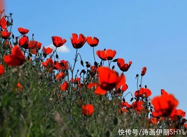 艳压群芳|美丽新疆:天山红花红似火