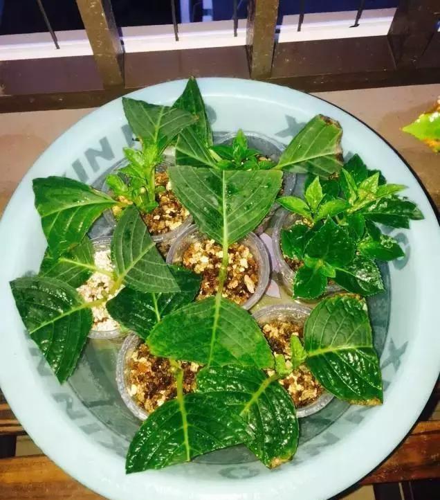 你还买这10种花别再乱花钱了,摘个叶子回家,过几天就变小苗了