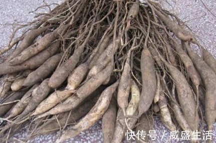 急性|农村野草,生长在水沟边,却没想到是珍贵的药材