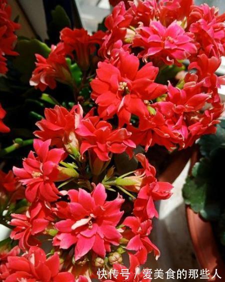 爆花|有个小阳台,定要养棵“红宝石”,满枝红花真喜庆,多季节有花赏