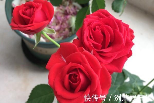 月季|月季——永远的莫斯科,红的如此惊艳,比玫瑰都美!适合阳台养。