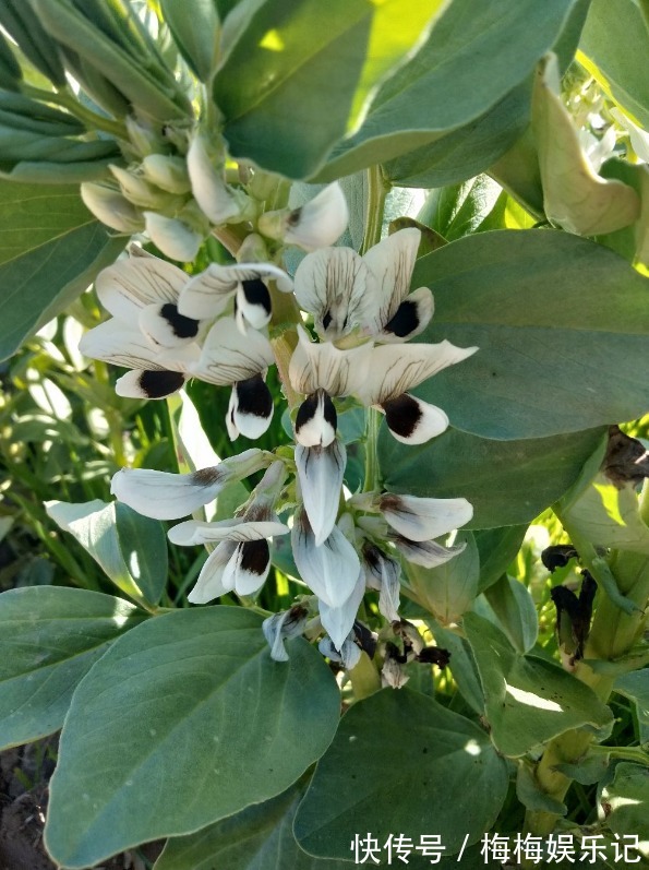 豆荚期|蚕豆是我们常吃的干果，清热解毒，那蚕豆怎么栽培种植呢？